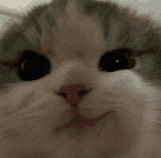 Cat Emoji