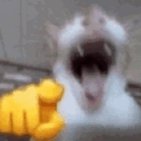 Laughingcat Emoji