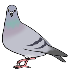 PomboPigeon Emoji