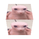 bingusCube Emoji