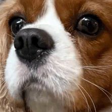 DogBlinkStareANIMATED Emoji