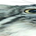 WideManul1 Emoji