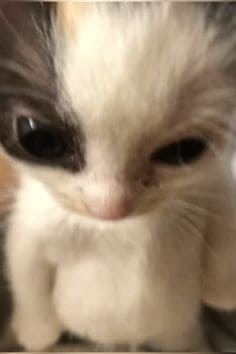 Catstare Emoji