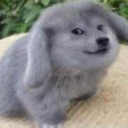 hi Emoji