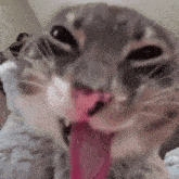 cathappy Emoji