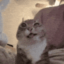 catdrool Emoji