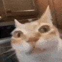 catstare Emoji