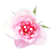 pinkglitteringrose Emoji