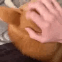 HelloShiba Emoji