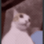 cat_shocked Emoji