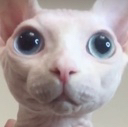 BingusStare2 Discord Emoji