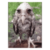 wet_owl_gif Emoji