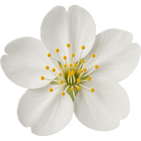 Whitesakuraflower Emoji