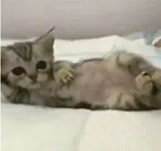 gato Emoji