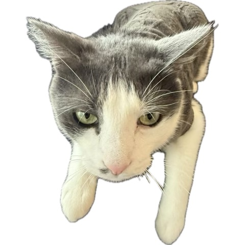 DustySticker Emoji