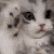 Cat Emoji
