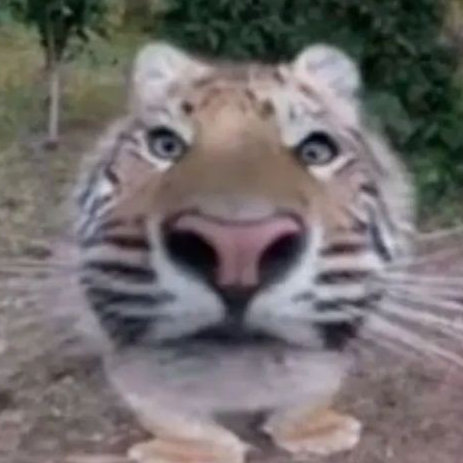 tiger Emoji