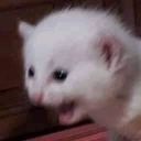 CatKek Emoji