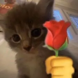 cat_tanghoa Emoji