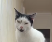 CatStunned Emoji