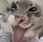 cat Emoji