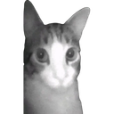 catcam Emoji