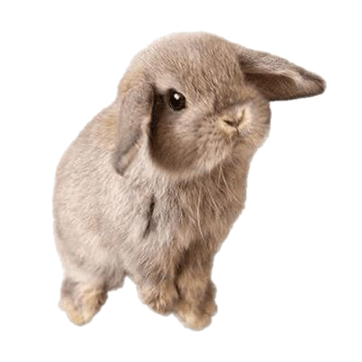 brownbunny Emoji