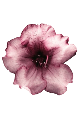 PinkFlower Emoji