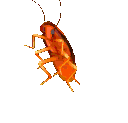 Cockroach Emoji