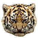 Angrytigercub Emoji