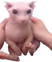 BINGUS Emoji