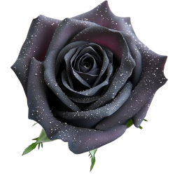 Blackrrosewithsparklingpetals Emoji