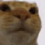 idiot Discord Emoji
