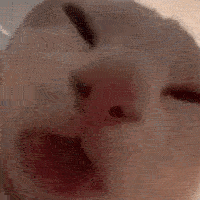 slurrpcat Emoji