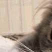 cat1 Emoji
