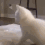 CatAss Emoji