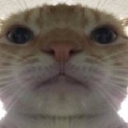 Gato Emoji