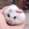 PetTheRat Emoji