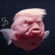 2lundTrump Emoji