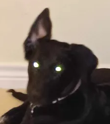 alert Emoji