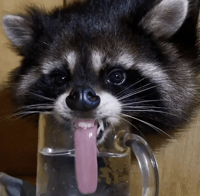 raccoon Emoji