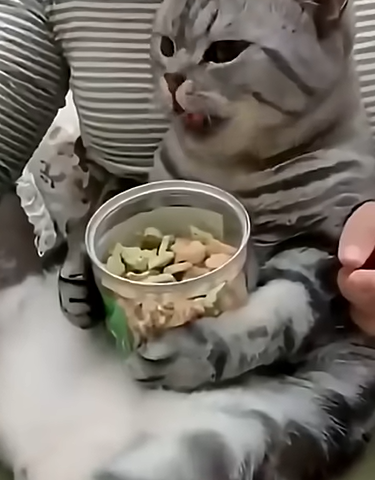 cat Emoji