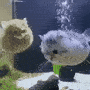 puffercat Emoji