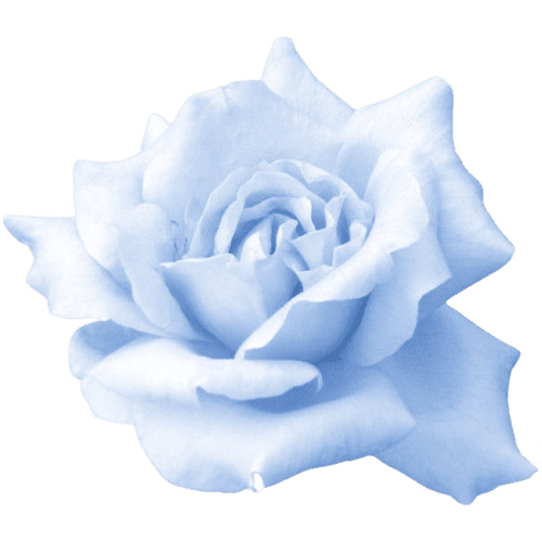 blue_rose Emoji