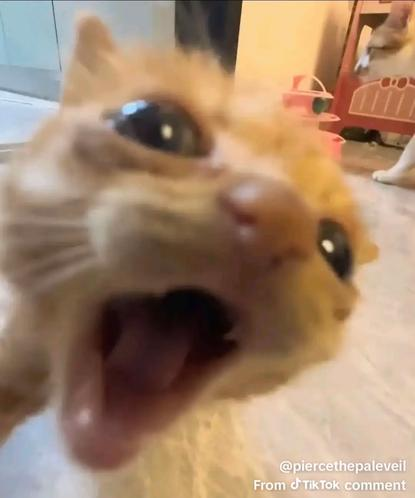 Orangekittenmeow Emoji