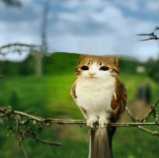 Meowl Emoji