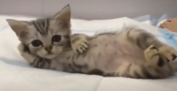 Cat_rizz Emoji