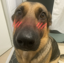 blushingdogwhiningdogmemehmhmhmm Emoji