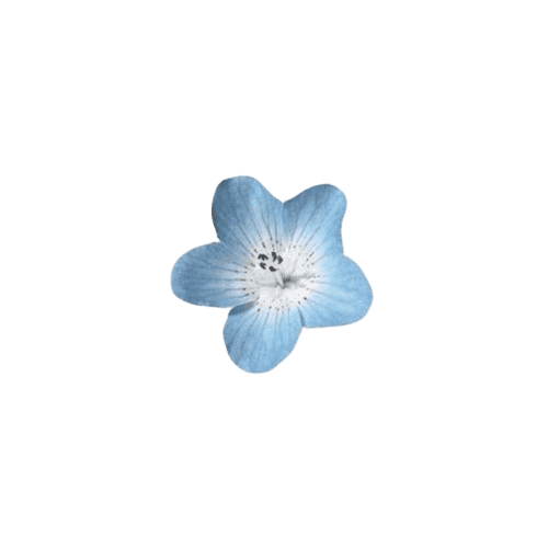 blue_flower Emoji