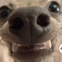 Hehedog Emoji